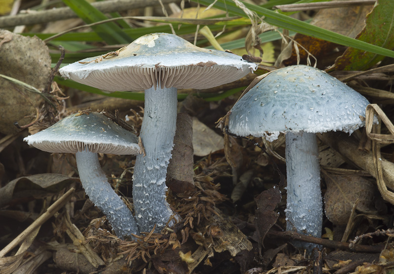 Stropharia caerulea